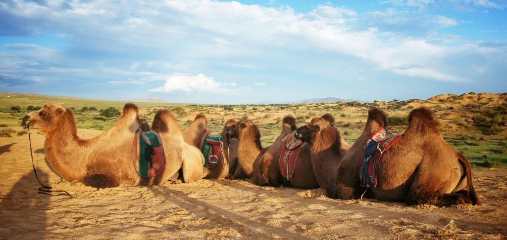 Majestic Gobi Tour Operator And Guest House Ulánbátor Kültér fotó
